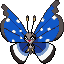 Vivillon (Polar Pattern)